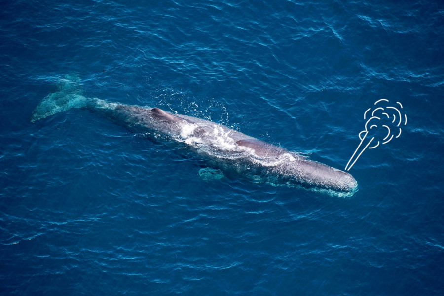 20 Things you didn't know about whales