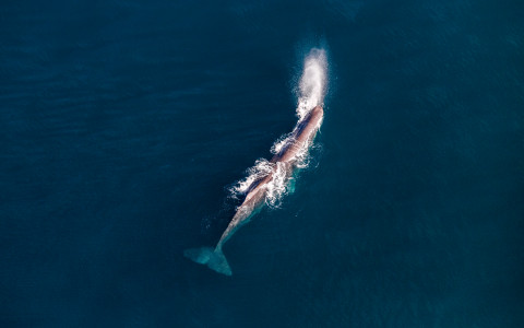 Wings Over Whales Sperm Whale